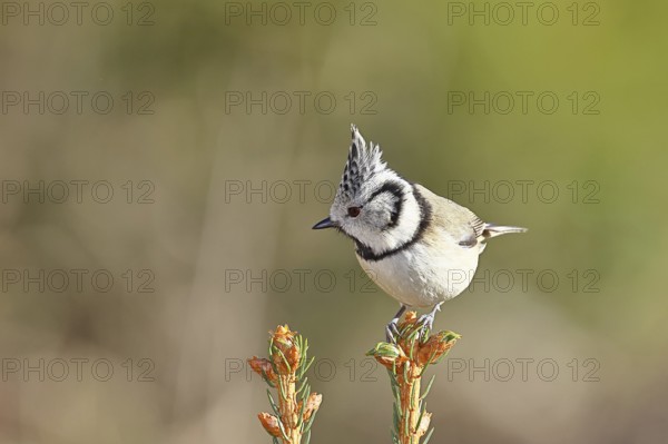 Crested Tit (Lophophanes scalloped ribbonfish), sitting on the top of a young spruce, European spruce (Picea abies), Wilnsdorf, North Rhine-Westphalia, Germany, Europe