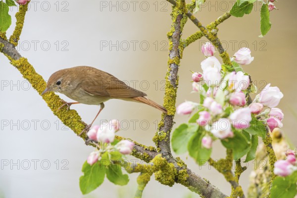 Nightingale (Luscinia megarhynchos) Germany