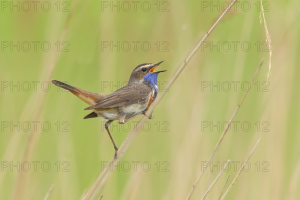 White-starred bluethroat (Luscinia svecica cyanecula), mating male on a reed, wildlife, nature photography, songbird, Lauwersmeer National Park, Netherlands