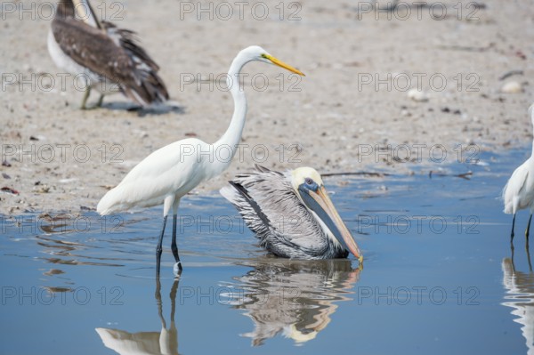 Brown pelican (Pelecanus occidentalis) and Great white egret (Ardea alba) catching fish, Sanibel Island, J.N. Ding Darling National Wildlife Refuge, Florida, USA, North America