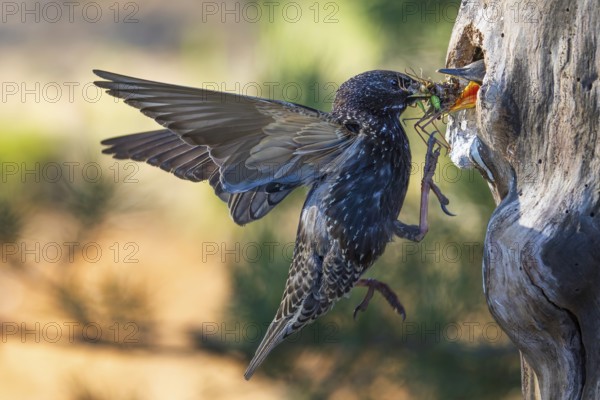 Starling (Sturnus vulgaris), also known as the Common starling, with food for the young birds, insects, grasshoppers and grasshoppers as food for the young, foraging, breeding, breeding cavity, tree cavity, nesting site, Middle Elbe River Landscape, Middle Elbe Biosphere Reserve, Saxony-Anhalt, Germany, Europe