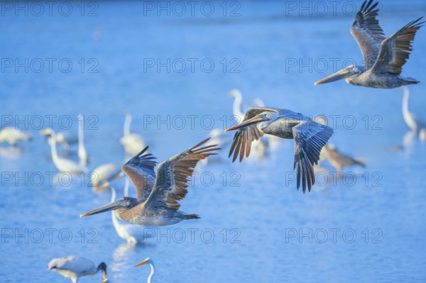 Brown pelicans (Pelecanus occidentalis) in flight, Sanibel Island, J.N. Ding Darling National Wildlife Refuge Florida, USA, North America