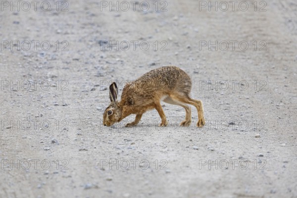 European hare (Lepus europaeus) Germany
