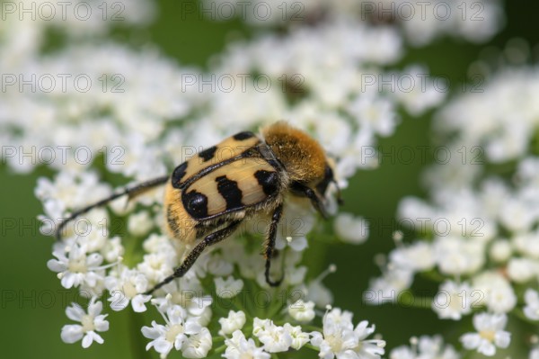 Brush beetle (Trichius) on a goutweed flower, Bavaria, Germany, Europe