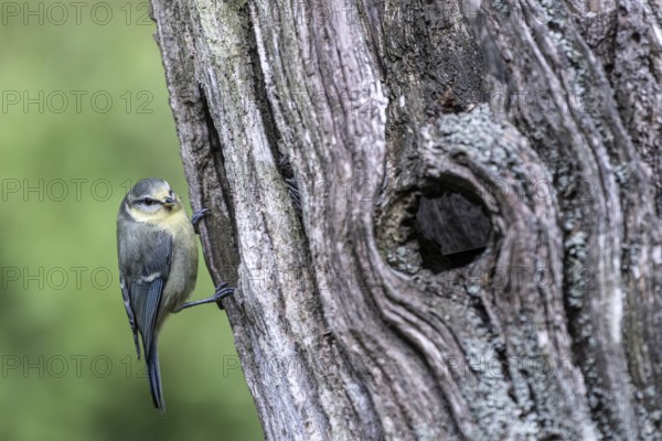 Blue tit (Parus caerulea), Emsland, Lower Saxony, Germany, Europe
