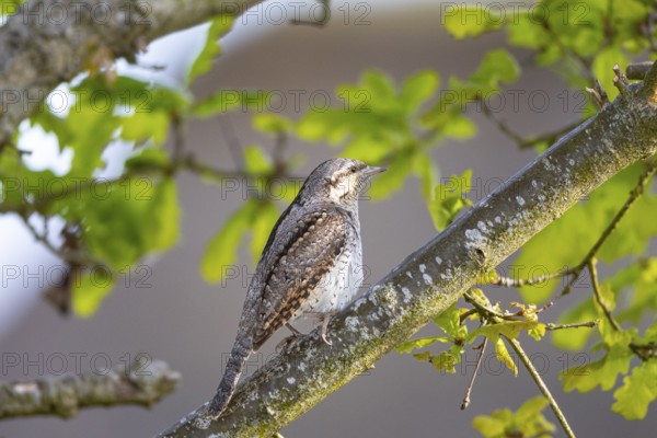 Eurasian wryneck (Jynx torquilla) Germany