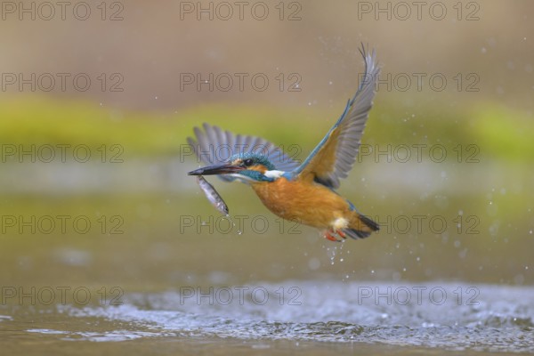 Kingfisher (Alcedo atthis), taking off from the water with a fish in its beak, Lechauen, Bavaria