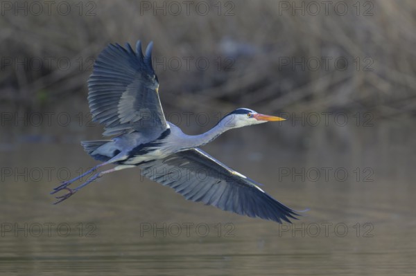 Grey heron (Ardea cinerea), adult heron in flight in front of reeds, Neckar valley, Baden-Württemberg, Germany, Europe
