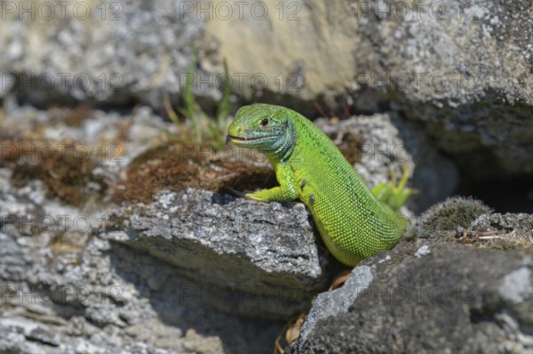 Western green lizard (Lacerta bilineata), resting on a stone of a dry stone wall, Neckar valley, Baden-Württemberg, Germany, Europe