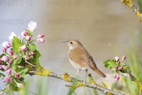 Nightingale (Luscinia megarhynchos) Germany