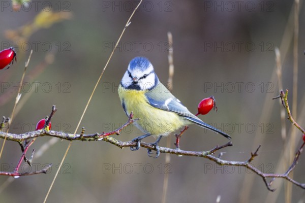 Blue tit (Parus caeruleus) Germany