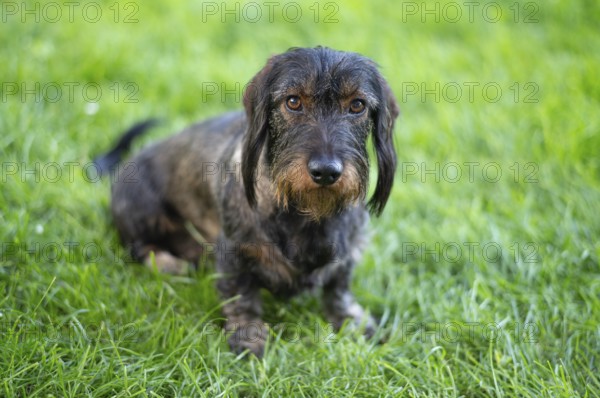 Rough-haired dachshund (Canis lupus familiaris) male, 4 years old, animal portrait, sitting on a meadow, Stuttgart, Baden-Württemberg, Germany, Europe