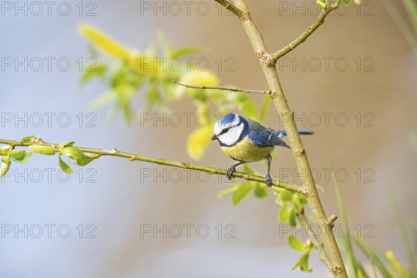 Blue tit (Parus caeruleus) Germany
