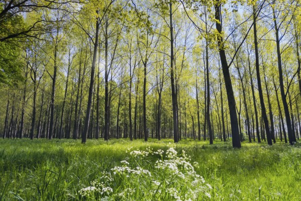 Limbricht, Limburg, Netherlands, Spring forest with tall trees and blooming white flowers under bright sunshine