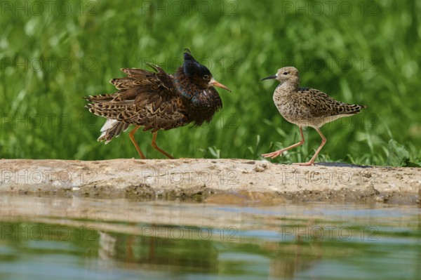 Ruff (Philomachus pugnax), male and female during the breeding season, on a rock by a body of water, one with erect plumage, France, Europe