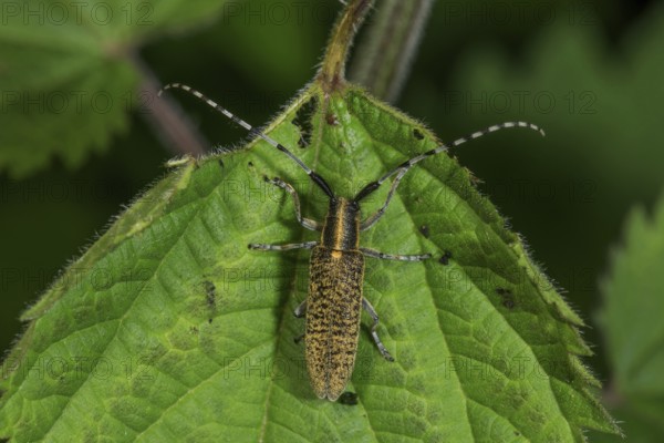 Thistle buck (Agapanthia villosoviridescens) with long antennae on a green leaf, Baden-Württemberg, Germany, Europe