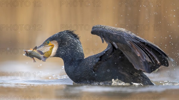 Cormorant (Phalacrocorax carbo) with catfish as prey, hunting, fishing, preying, sunrise, morning light, Kiskunsag National Park, Hungary, Europe