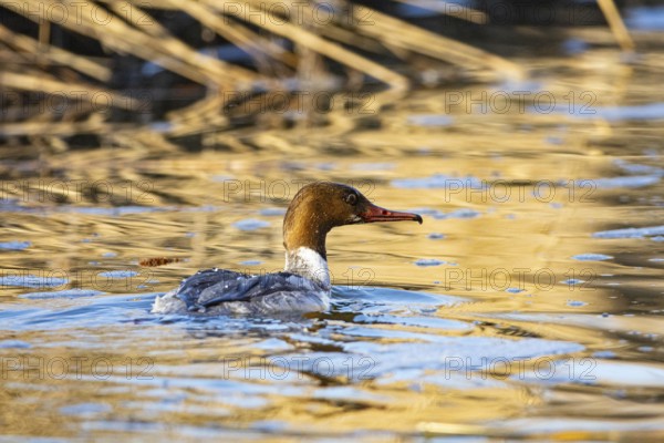 Goosander (Mergus merganser) wbl Germany