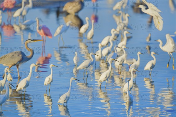 Group of Snowy Egret (Egretta thula), Roseate Spoonbills (Platalea ajaja) and Great blue heron (Ardea herodias) looking for food, Sanibel Island, J.N. Ding Darling National Wildlife Refuge, Florida, USA, North America