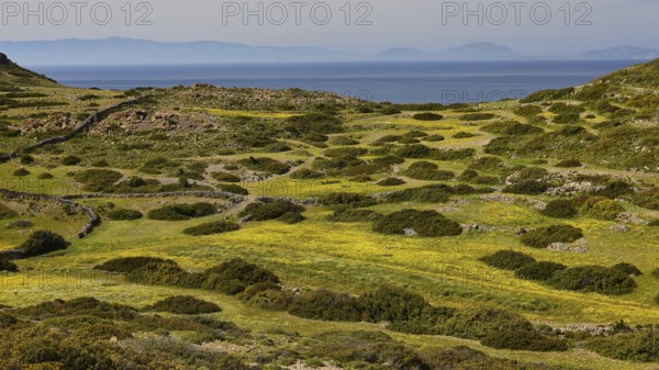 Wide grassy landscape with yellow flowers on hills, sea and islands in the background, Livadi Kalogiron, Patmos, Dodecanese, Greek Islands, Greece, Europe