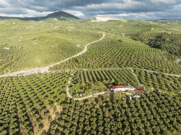 Fields of olive trees, trees planted in rows, aerial view, near village Cabra, Andalusia, Spain, Europe