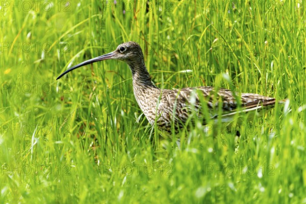 A bird with a long beak stands in a green meadow with tall grass, curlew, (genus Numenius), France, Europe