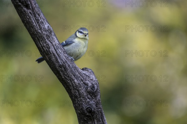 Blue tit (Parus caerulea), Emsland, Lower Saxony, Germany, Europe