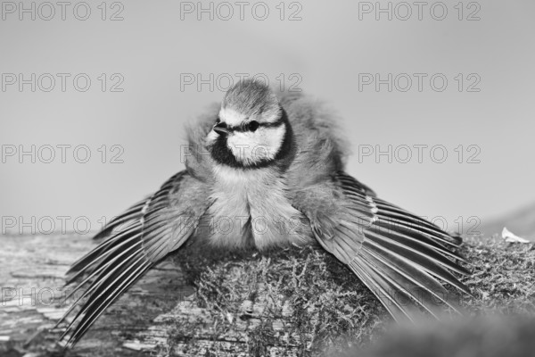 Blue tit (Parus caeruleus), sitting with spread wings on moss-covered dead wood, developed as a black and white photo, Wilnsdorf, North Rhine-Westphalia, Germany, Europe