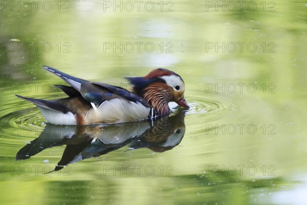 Mandarin duck on a lake, June, Germany, Europe