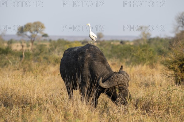 Cattle egret (Bubulcus ibis) sitting on the back of a Cape buffalo (Syncerus caffer caffer), bull standing in dry grass, African savannah, funny, Kruger National Park, South Africa, Africa