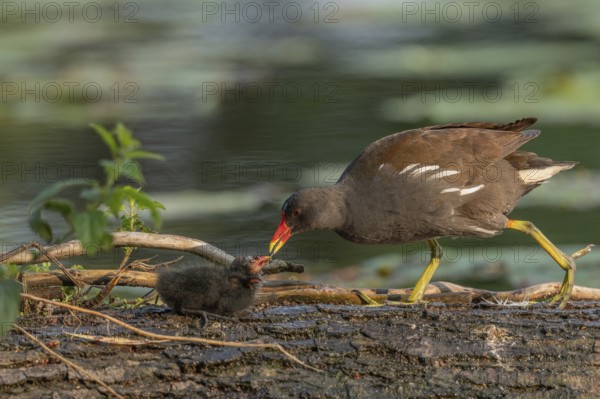 A common moorhen (Gallinula chloropus) provides food for its two-week-old young owl. Bas rhin, Alsace, grand est, France, Europe