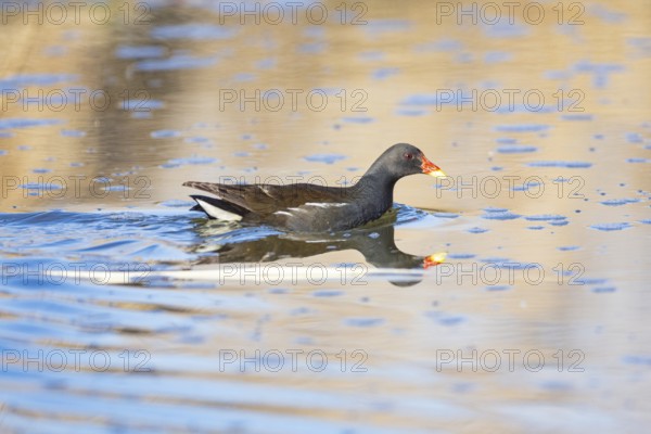 Moorhen (Gallinula chloropus) ml Germany