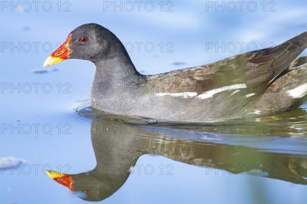 Moorhen (Gallinula chloropus) ml Germany
