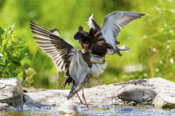 Ruff fighting at the water's edge, outstretched wings convey energy and movement, Ruff (Calidris pugnax, Syn.: Philomachus pugnax), courtship display, France, Europe
