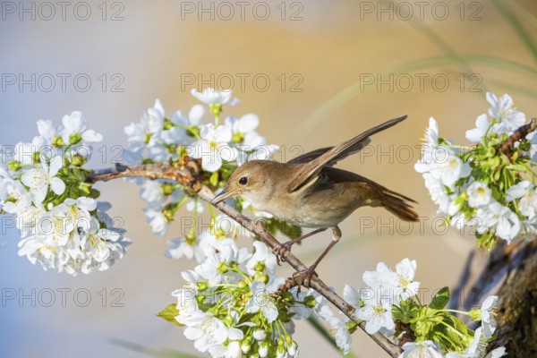 Nightingale (Luscinia megarhynchos) Germany