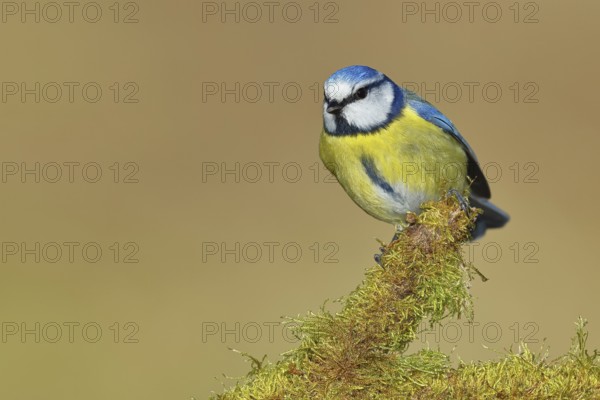 Blue tit (Parus caeruleus), sitting on moss-covered dead wood, Wilnsdorf, North Rhine-Westphalia, Germany, Europe
