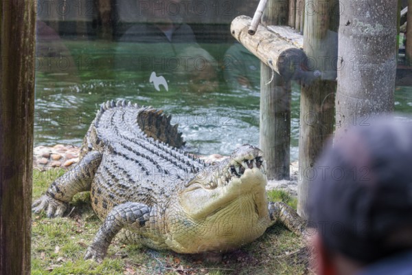 Feeding Maximo, the largest crocodile during a show at the St. Augustine Alligator Farm Zoological Park in Florida