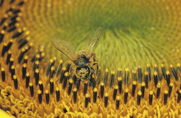 HONEY BEE (apis mellifera) GATHERING POLLEN FROM SUNFLOWER