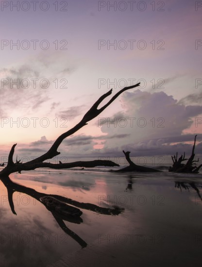 Boneyard Beach in South Carolina with old driftwood and dead trees and reflections at sunrise on a summer morning