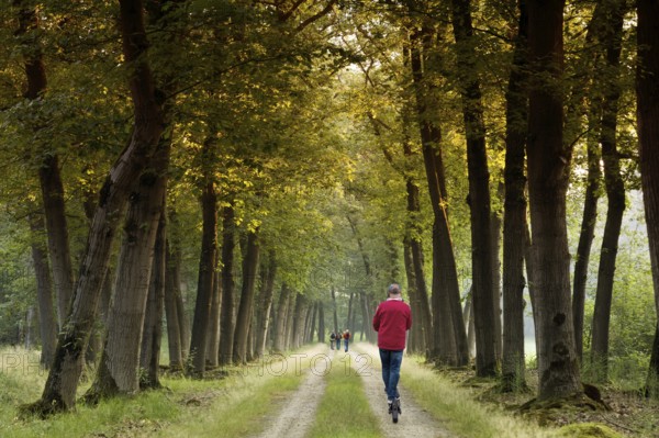 Walkers strolling through an avenue, Netherlands