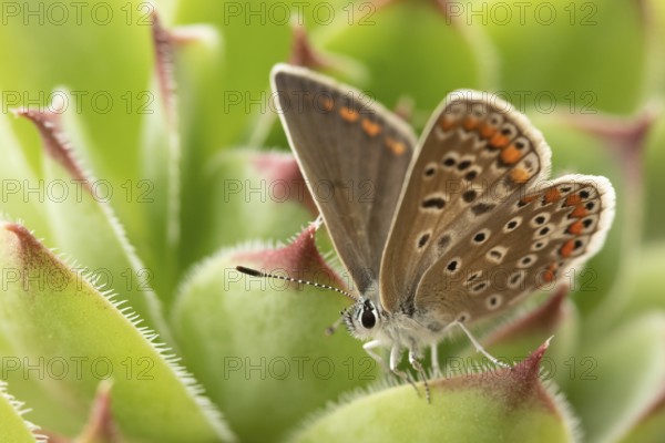 A butterfly with spotted wings rests on a green plant with blurred background, macro of a butterfly. Swarzedz, Poland, Europe