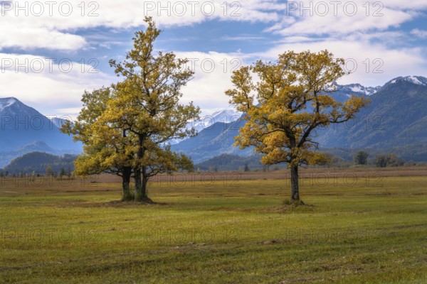 Murnauer moss bog in Bavaria Germany