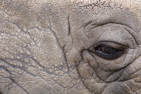 great one-horned rhinoceros - indian rhinoceros