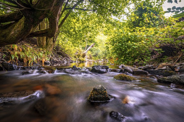 Wolfsbach river in summer with stream bank and natural stones in the water, Zorge, Lower Saxony, Germany, Europe