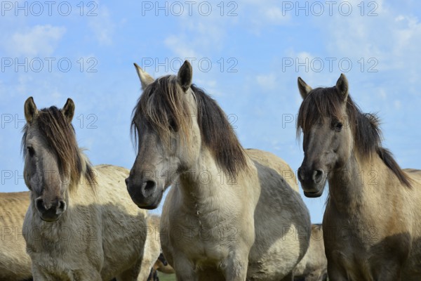 Three Dülmen mares standing close together with ears pricked, Merfelder Bruch, Dülmen, Münsterland, North Rhine-Westphalia, Germany, Europe