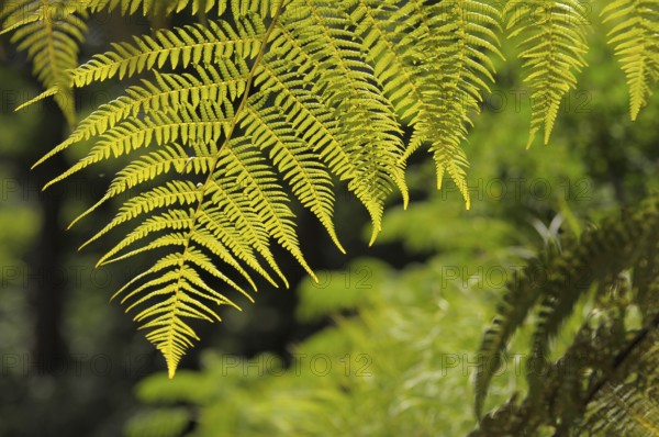 Fern in spring, rose garden in Oberderdingen