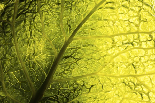 Green leaf texture