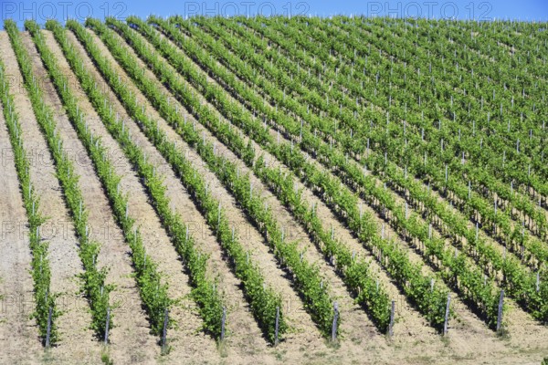 Vineyards near the city of San Gimignano, Tuscany, Italy, Europe