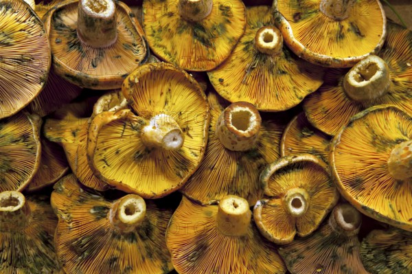 A close-up of a group of mushrooms