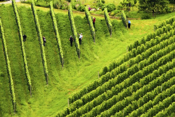 Gamlitz, Sulztal Austria, 13 06 2018: View on Beautiful rows of grapes before harvesting.People in field working, farmers between rows. Austria Slovenia area Sulztal, Gamliz, Spicnik. Background green patterns, rows of grape plants